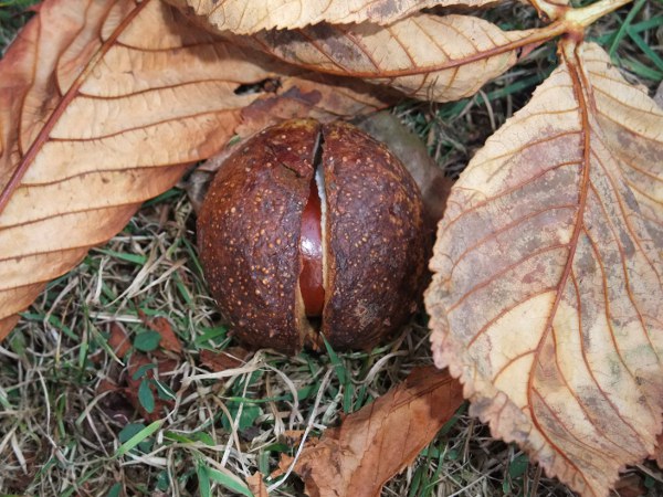 red horse-chestnut / Aesculus carnea: The fruit of _Aesculus carnea_ lack the spines seen on _Aesculus hippocastanum_.