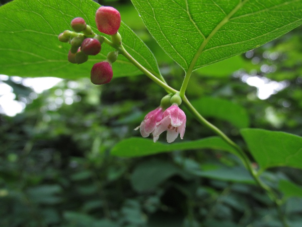 snowberry / Symphoricarpos albus: The flowers of _Symphoricarpos albus_ are hairy inside the corolla.