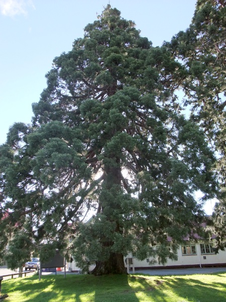 wellingtonia / Sequoiadendron giganteum: _Sequoiadendron giganteum_ is native to the western edge of the Sierra Nevada Mountains of California; the species includes the tallest trees in the world.