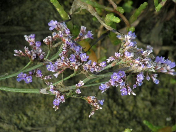 common sea-lavender / Limonium vulgare