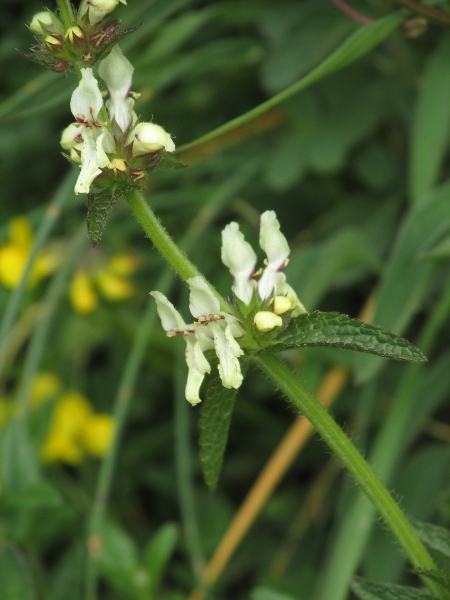 perennial yellow woundwort / Stachys recta: _Stachys recta_ is yellow-flowering and perennial; our only other yellow _Stachys_ is the annual _Stachys annua_.