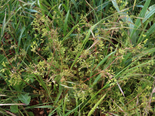 bur chervil / Anthriscus caucalis: _Anthriscus caucalis_ is an annual of sandy places and other well-drained habitats, and is more frequent in the east of Britain and Ireland than the west; the whole plant is covered in short, largely appressed hairs.