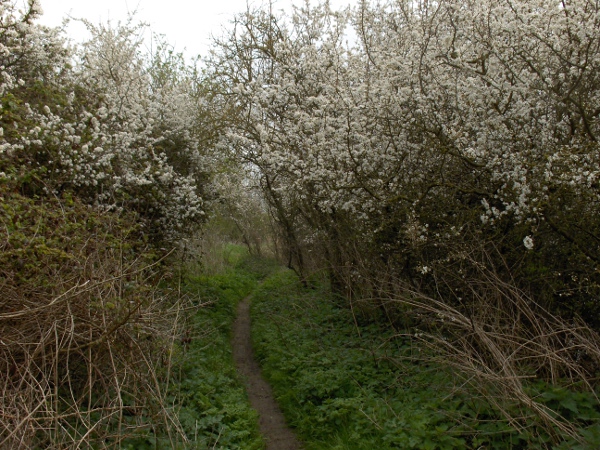blackthorn / Prunus spinosa: _Prunus spinosa_ is a very common hedgerow plant with long thorns.