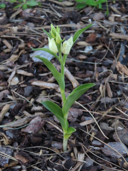 white helleborine / Cephalanthera damasonium: _Cephalanthera damasonium_ is found in woods over chalk or limestone in southern England; it has broad, 2-ranked leaves, unlike _Cephalanthera longifolia_.