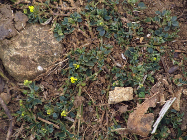 black medick / Medicago lupulina: _Medicago lupulina_ grows in basic or neutral grassland and waste ground across most of the British Isles.