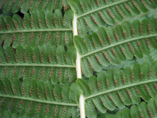 lemon-scented fern / Oreopteris limbosperma: The sporangia of _Oreopteris limbosperma_ are much closer to the edge of each pinnule than its centre-line.