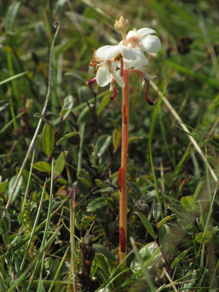 dune wintergreen / Pyrola rotundifolia subsp. maritima: _Pyrola rotundifolia_ subsp. _maritima_ is mostly found in the dunes of Wales and north-western England.