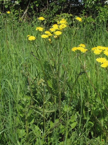beaked hawk’s-beard / Crepis vesicaria: _Crepis vesicaria_ is a common roadside weed in the southern half of the British Isles.