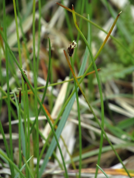 few-flowered spike-rush / Eleocharis quinqueflora: _Eleocharis quinqueflora_ grows in relatively base-rich marshes and fens, especially in the north and west; its lowest glume is at least 40% the length of the spikelet, and the stem is round.