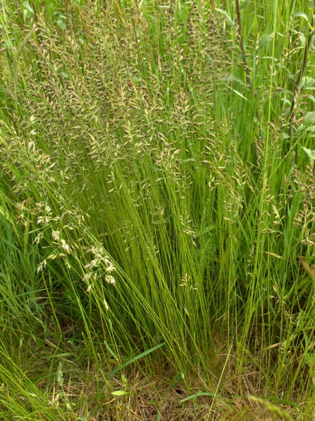 fine-leaved sheep’s-fescue / Festuca filiformis: Habitus