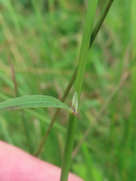 brown bent / Agrostis vinealis