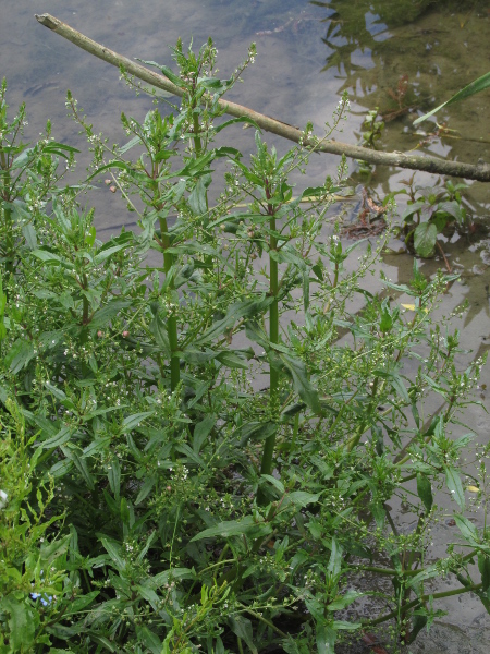 blue water-speedwell / Veronica anagallis-aquatica: _Veronica anagallis-aquatica_ grows in shallow water or waterlogged ground and has pale blue (or white) flowers with pink marks on the veins; those of the ecologically and morphologically similar _Veronica catenata_ are more broadly pink.