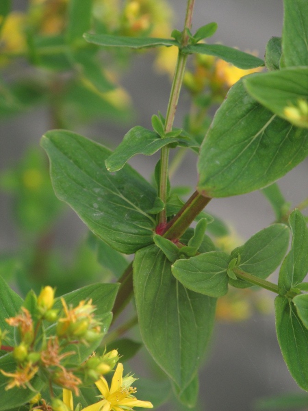 square-stalked St. John’s wort / Hypericum tetrapterum: The stems of _Hypericum tetrapterum_ have 4 wings along their corners, up to 0.5 mm wide.