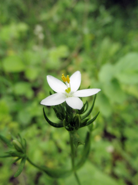 common centaury / Centaurium erythraea: White-flowering plants are occasionally encountered.