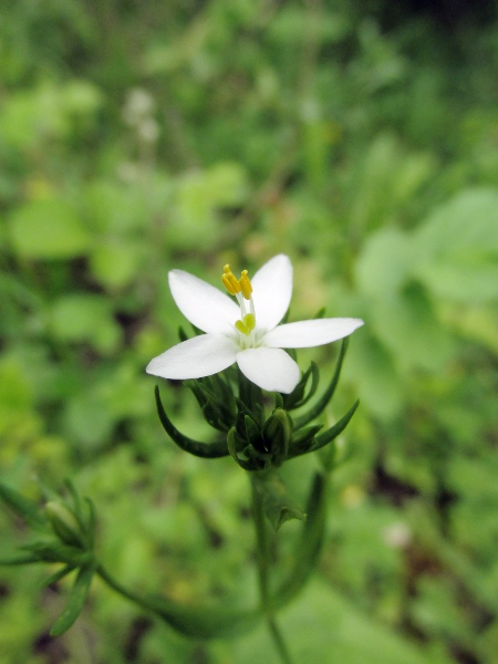 common centaury / Centaurium erythraea