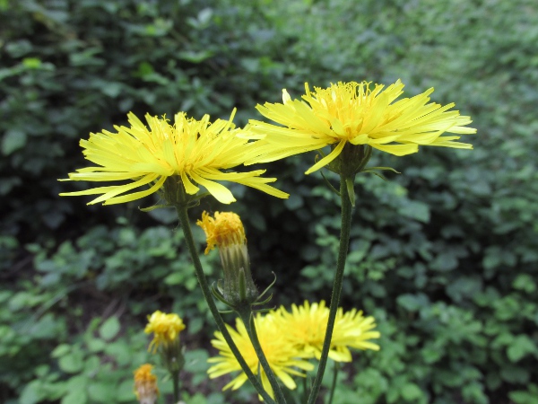 rough hawk’s-beard / Crepis biennis: The phyllaries of _Crepis biennis_ are hairy on the inner surface; the achenes are 4–7½ mm long, without a distinct beak.