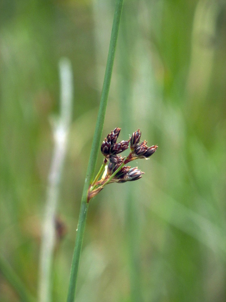 Baltic rush / Juncus balticus: _Juncus balticus_ is a leafless rush with smooth, green stems and loose, few-flowered inflorescences; it grows in dune-slacks in central and northern Scotland and in Lancashire.