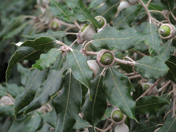 holm oak / Quercus ilex: The acorns of _Quercus ilex_ are pointier than those of _Quercus robur_ or _Quercus petraea_, with smaller scales on the cup.