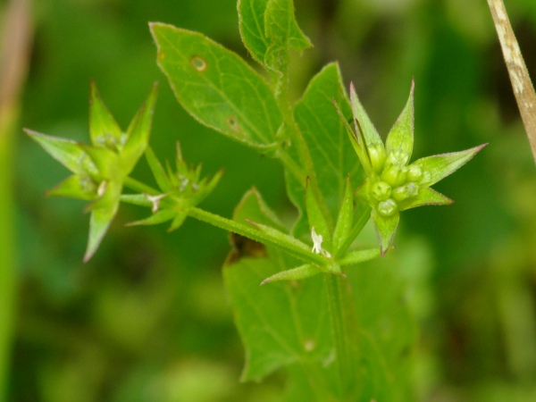 field madder / Sherardia arvensis: The fruits of _Sherardia arvensis_ (seen here with leaves of _Convolvulus arvensis_) are paired nutlets.