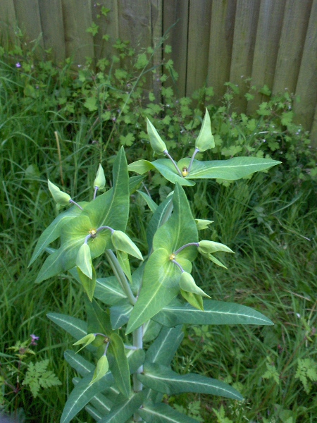 caper spurge / Euphorbia lathyris: Unusually among _Euphorbia_ species, _Euphorbia lathyris_ has opposite leaves.