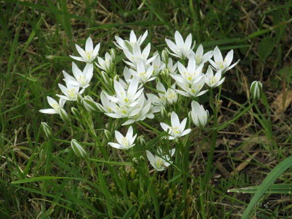 star-of-Bethlehem / Ornithogalum umbellatum: _Ornithogalum umbellatum_ grows in grasslands across Great Britain and parts of Ireland; the lower flowers have longer stalks, producing a subcorymbose inflorescence.