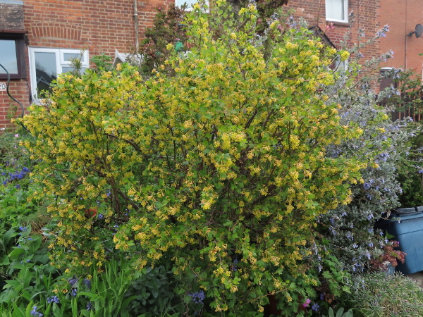 buffalo currant / Ribes odoratum