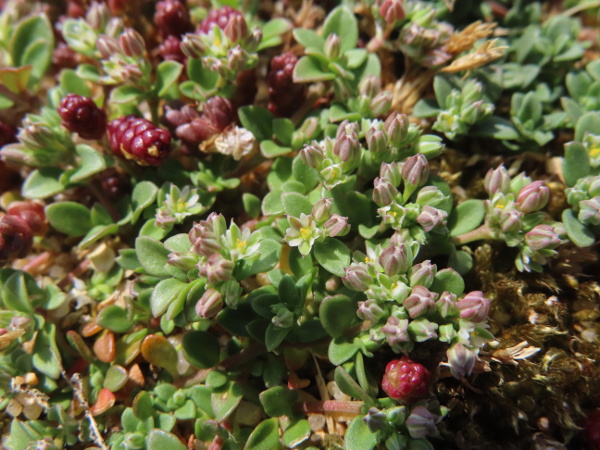 four-leaved allseed / Polycarpon tetraphyllum