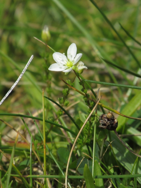 knotted pearlwort / Sagina nodosa: _Sagina nodosa_ is characterised by very short, pointed upper leaves and petals much longer than the sepals.