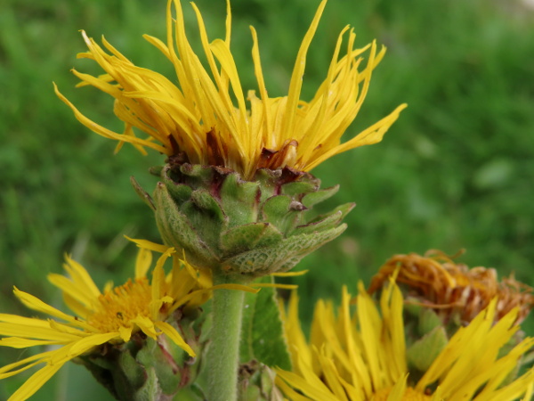 elecampane / Inula helenium: The capitula of _Inula helenium_ are over 6–9 cm wide with broad, spreading phyllaries