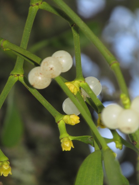 mistletoe / Viscum album: Flowers and fruit