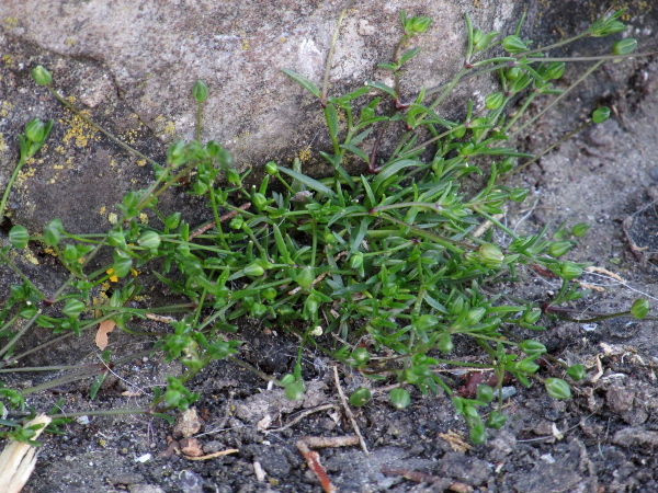 sea pearlwort / Sagina maritima: _Sagina maritima_ is an annual species of _Sagina_, with bluntly pointed (rather than bristle-tipped) leaves.