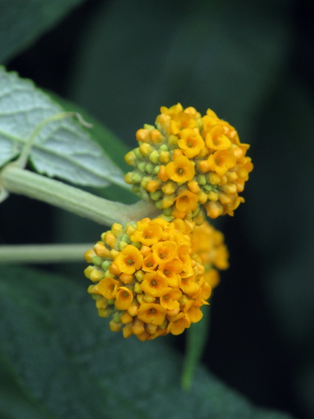 orange-ball tree / Buddleja globosa: Unlike the elongated pink or purple inflorescences of _Buddleja davidii_, _Buddleja globosa_ has rounded heads of orange–yellow flowers.