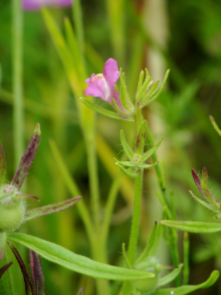 weasel’s-snout / Misopates orontium: _Misopates orontium_ is a declining arable weed mostly found in southern England and West Wales (fruit shown bottom-left).